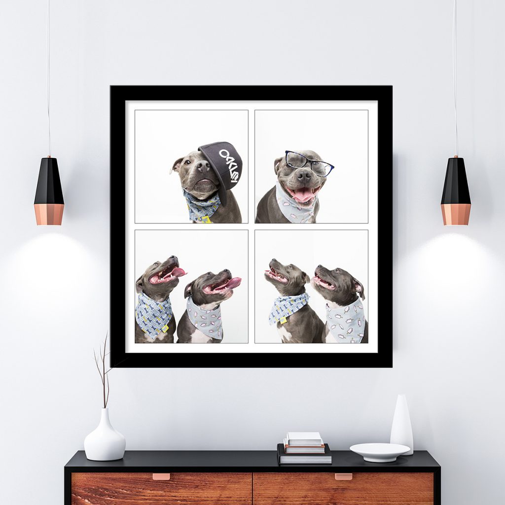 family photography melbourne pet photogrpahy beautiful staffy photography interior goals